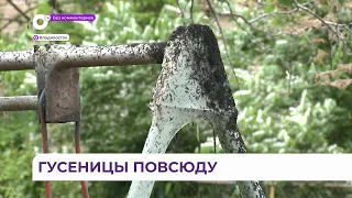 Без комментариев. Гусеницы повсюду