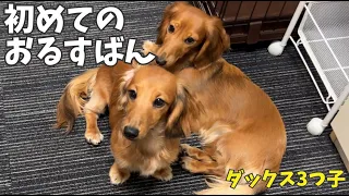 【ミニチュアダックス】飼い主が帰ってこないと玄関を見つめる子犬が健気すぎる...初めてのお留守番 Puppy dachshund waiting for owner