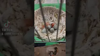 вылупление птенца канарейки