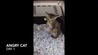 How to tame an angry cat