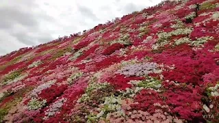 20220418 長崎県 大村市 松本ツツジ園 & ネモフィラ 満開見頃！