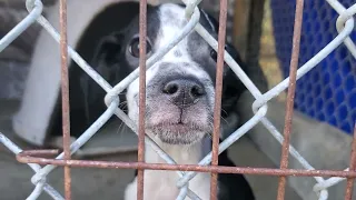 Darlington County Humane Society in Darlington, SC is back to drowning in puppies