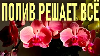 СТАКАН ВОДЫ, КОТОРЫЙ РЕШИТ ВСЁ. ИЛИ ПОЛИВ ОРХИДЕЙ ВО ВРЕМЯ ЦВЕТЕНИЯ! СПЕЦИФИКА ПОЛИВА ОРХИДЕИ! 🌞🌞🌞