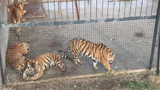 Суровые тигры тоже могут быть ласковыми! Тайган Tough tigers can be affectionate too! Taigan