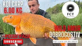 РЕКОРДНИЙ КОРОП КОЇ ! ТУРНІР НА ОЗЕРІ ДОБРОГОСТІВ. CARPFISHING 2023 З КОМАНДОЮ FCT LVIV!!!