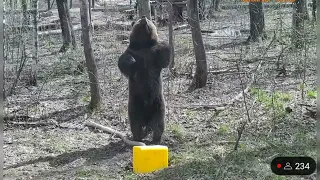 Это Энергичный танец Медведя Мансура ❤️😁🐻