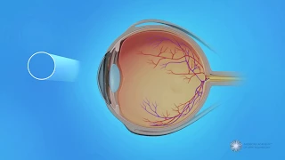 Peripheral Vision and Central Vision in the Retina