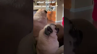 Funny Pug howling #shorts #pugs #dogs