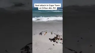 Clifton Beach Seal attack part 1#shorts #reels