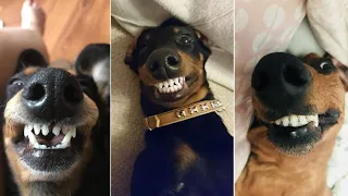 Funny Miniature Dachshund NONSTOP playful Instagram Videos compilation 2024