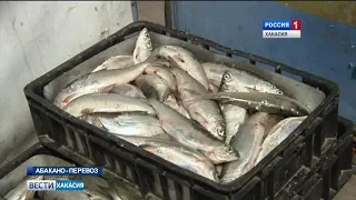 В Боградском районе предприниматель хочет открыть цех по переработке рыбы. 31.07.2017