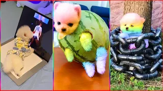 Funny and Cute Dog Pomeranian 😍🐶| Funny Puppy Videos #279