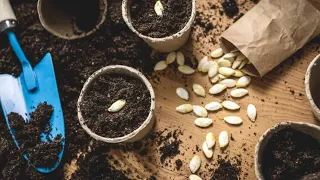 Tohum EKİM tarihini nasıl buluruz II tohum çimlendirme yöntemleri