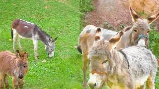 Beautiful Donkeys in My Village- Beautiful Donkeys