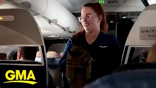 Flight attendant helps lost cat find its owner while in flight