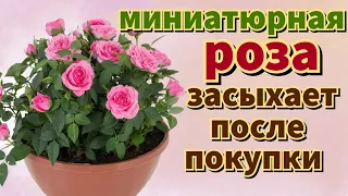 Миниатюрная РОЗА В ГОРШКЕ. Как сохранить после покупки