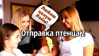 Отправка птенца 2.  Советы по содержанию попугая