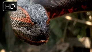 Anaconda (1997) Escena De Accion Final Latino 1080p