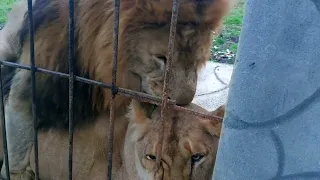 Я в клетке среди львов, а вокруг кипят страсти. Брачный сезон в парке львов "Прайд". Абхазия 12.2023