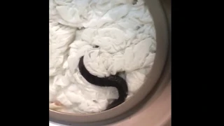 Змея в стиральной машине