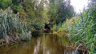 Birds Singing by the River For Sleep. Relaxing Sounds of Nature. Sound Sleep in 5 Minutes.