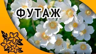 Футаж Белая сирень. Футажи для видеомонтажа hd