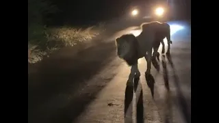 Casper White Lion with Brothers | Shishangaan Males | 5 April 2024