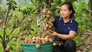 Harvesting Sapodilla Fruit goes to the market sell - Animal Care | Lý Thị Ca