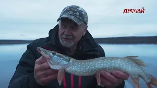 Щука. Кружки на озерах. Ловля хищных рыб