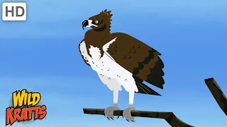 Sky Creatures | Birds, Bats, Bugs + more! [Full Episodes] Wild Kratts