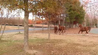 Horses on the loose in Durham