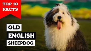 Old English Sheepdog - Top 10 Facts