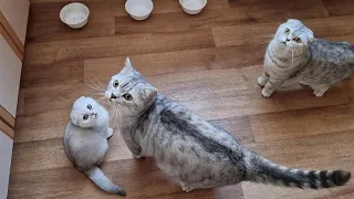Как папа кот мама кошка и котенок голодные просят кушать по утрам Мяуканье
