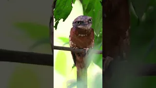 The Frog and the Frogmouth Bird #nature #funnyvideos #comedy