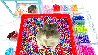 HAMSTER is watching, how I sort colorful beads for handmade | Satisfaction | ASMR | DIY