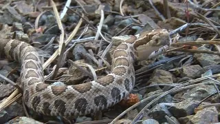 Baby Rattlesnake