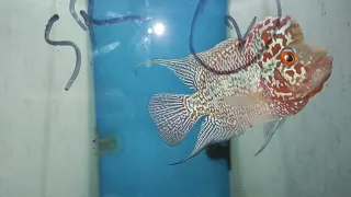 Flowerhorn fish available at pocket friendly price. contact- 8240233681.