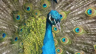 ► 5 Beautiful Peacock Wallpaper Pictures / Peacock Dance Display Images / Peacock Screensaver ◄