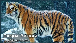 Тигры России. Дикая природа России. Тигр.