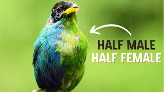 Rare Half Male, Half Female Bird Caught On Camera! – Green Honeycreeper