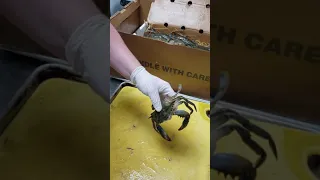 How to clean a fresh soft shell crab