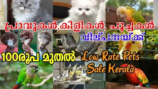 Pigeon,Birds,Cat,fish for sale❤️Low rate pets sale kerala💖Kerala Pets farm💥Exotic birds farm kerala