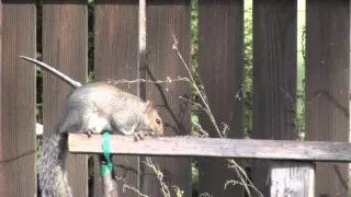 Blowgun Squirrel Hunt Heartshot GRAPHIC FOOTAGE