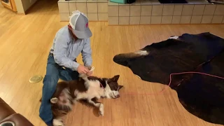 Young Cowboy Practices Calf Roping On Patient Dog