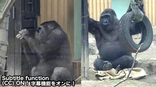 🤗Gentaro, 12, claps his hands and spoils his zoo keeper. Gorilla . Momotaro family
