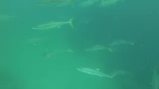 WETTIE TV - GIANT Boarfish, BIG schools of Kingfish