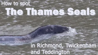 Thames Seal Spotting in Richmond, Twickenham and Teddington