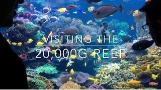 20,000g Reef - Learn how it is maintained all these years