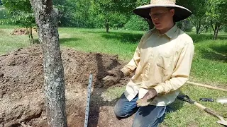 Root Structure of a Fruit Tree Planted the Ellen White Way