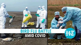 Can bird flu spread to humans? Minister answers as 5 states battle outbreak